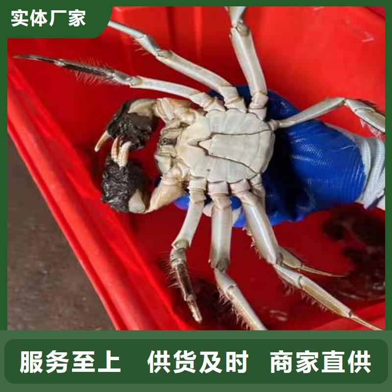 山东阳澄湖大闸蟹膏肥肉美同城制造商
