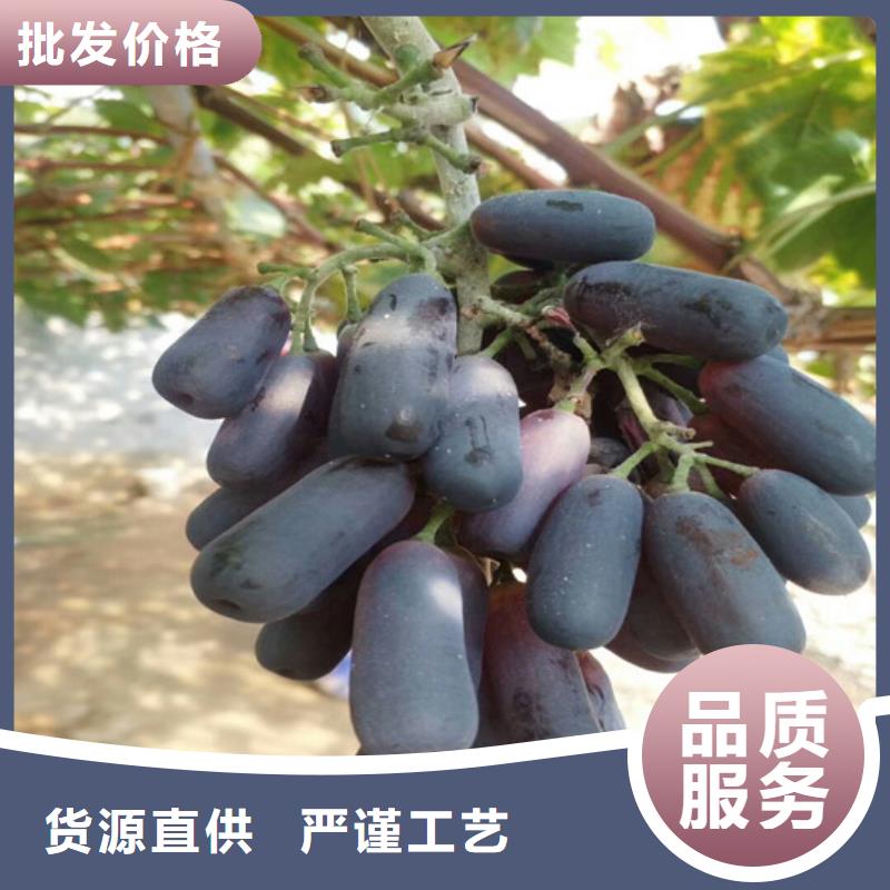 维吾尔自治区哪里卖晚熟葡萄树苗从源头保证品质