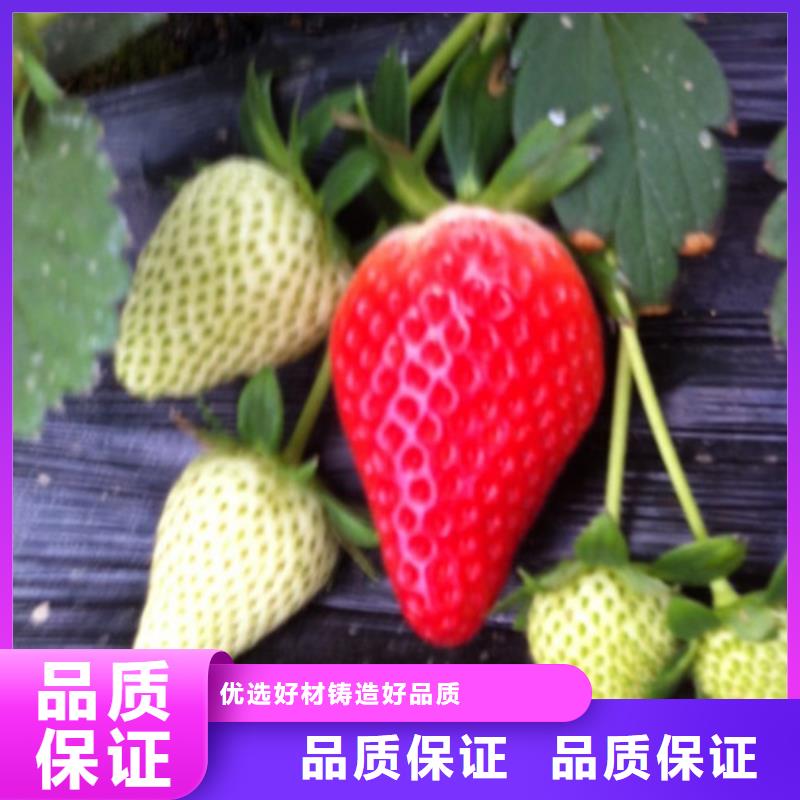 妙香7号草莓苗基地出售实力商家