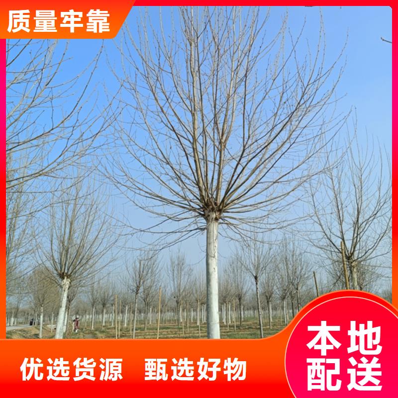 速生法桐供应法桐一站式采购商