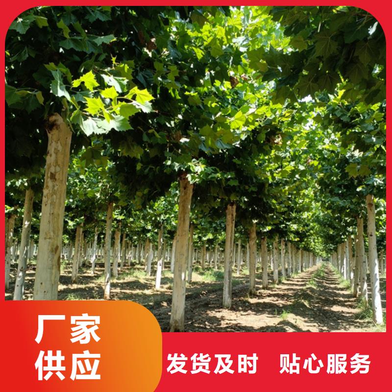 法国梧桐畅销全国法桐【本地】生产厂家