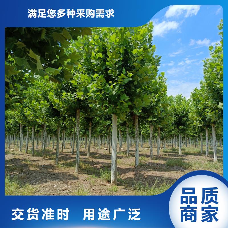 优质22公分法桐库存充足品质有保障