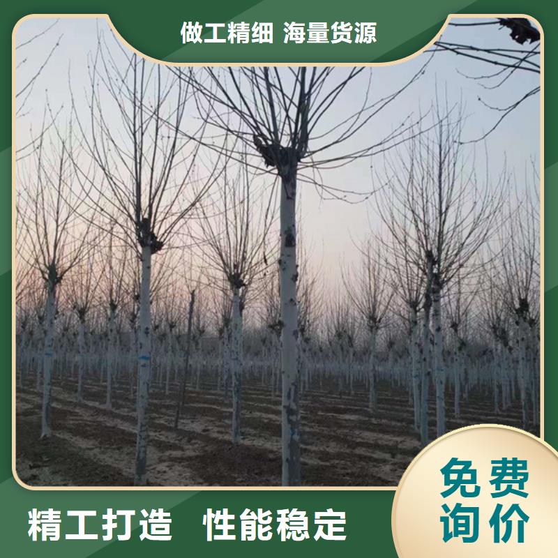 速生法桐畅销全国法桐当地制造商
