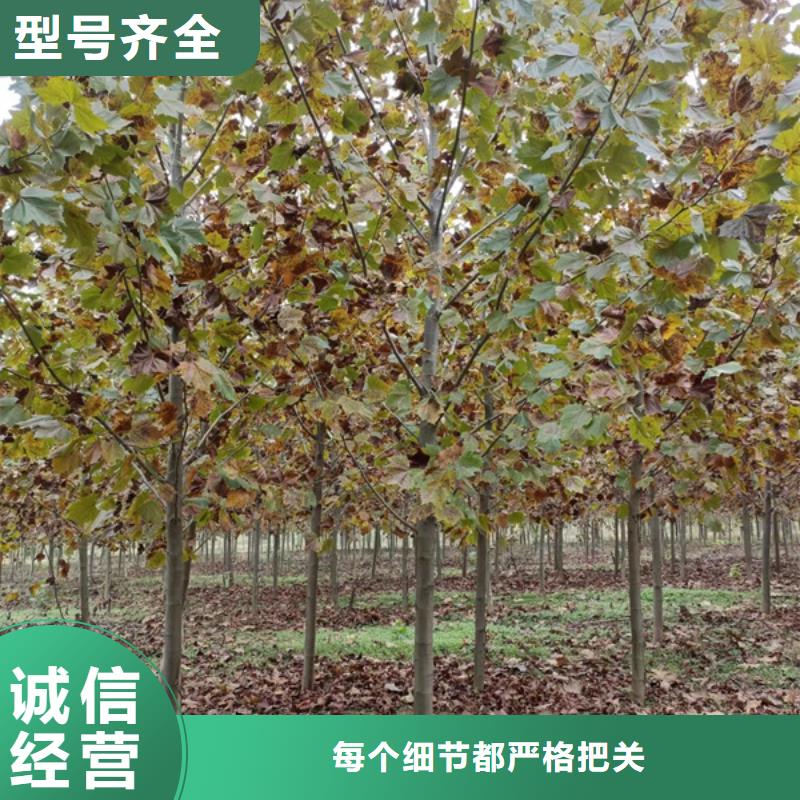 速生法桐价格合理法桐可定制有保障