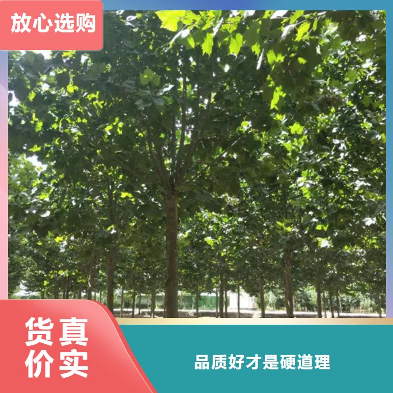 法桐质量保证法桐支持拿样