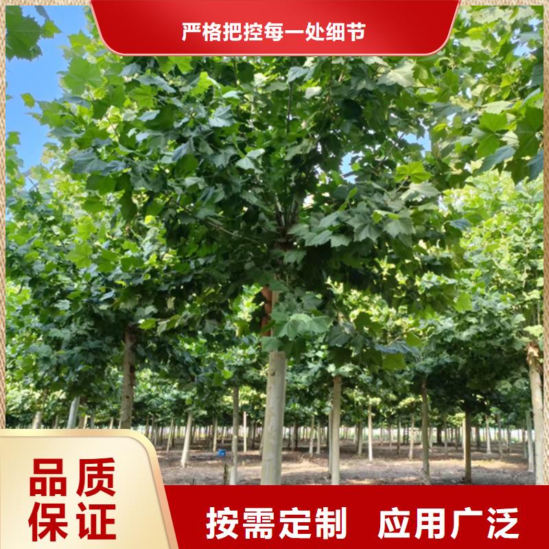 法桐小苗销售法桐同城品牌