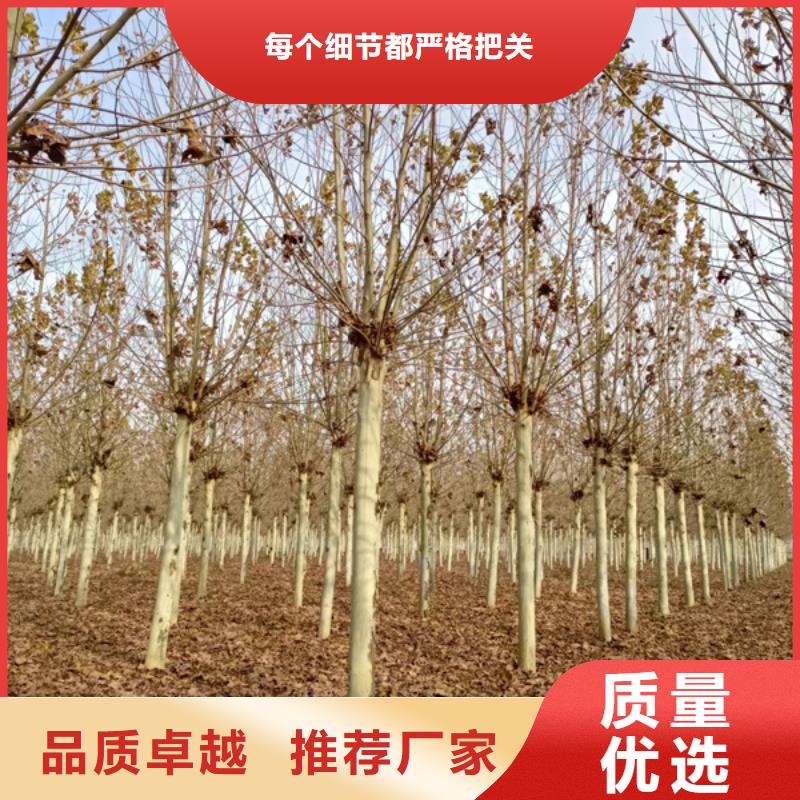 速生法桐基地法桐基地一站式采购商家