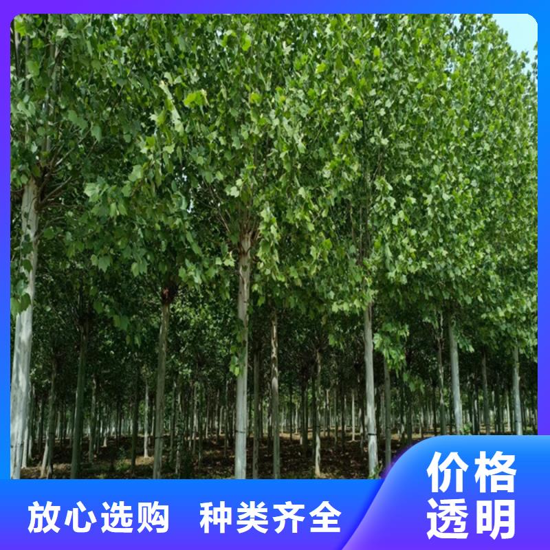 现货供应速生法桐_诚信企业本地货源