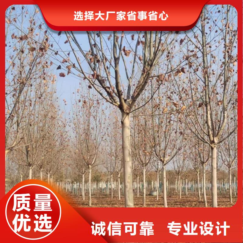 定制法桐的供货商专业设计