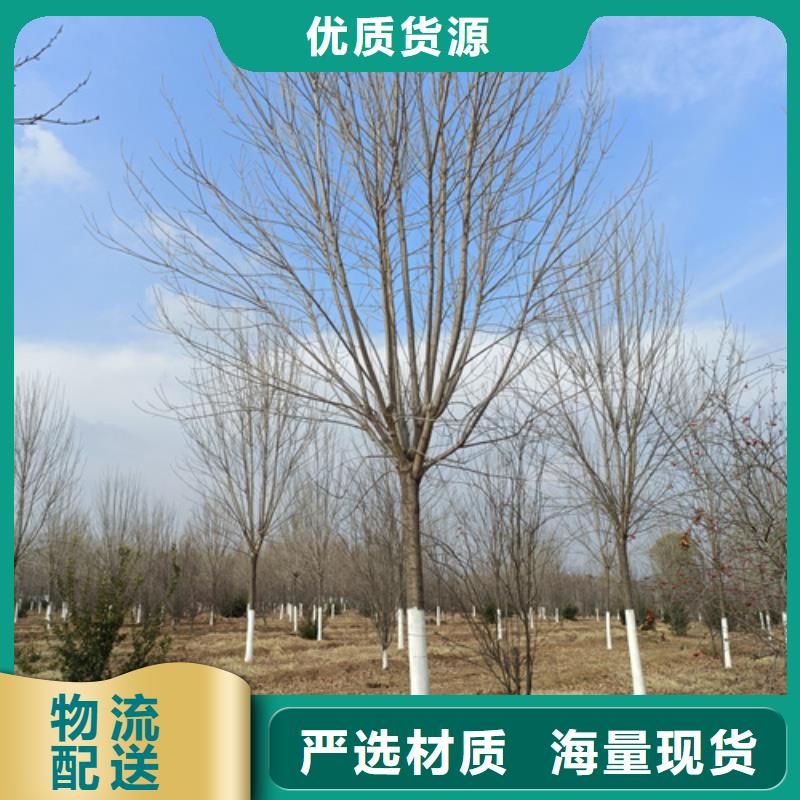 有现货的造型法桐供货商用途广泛