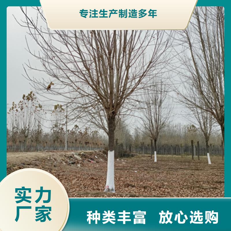 速生法桐找翌昊苗木种植基地厂家实力雄厚