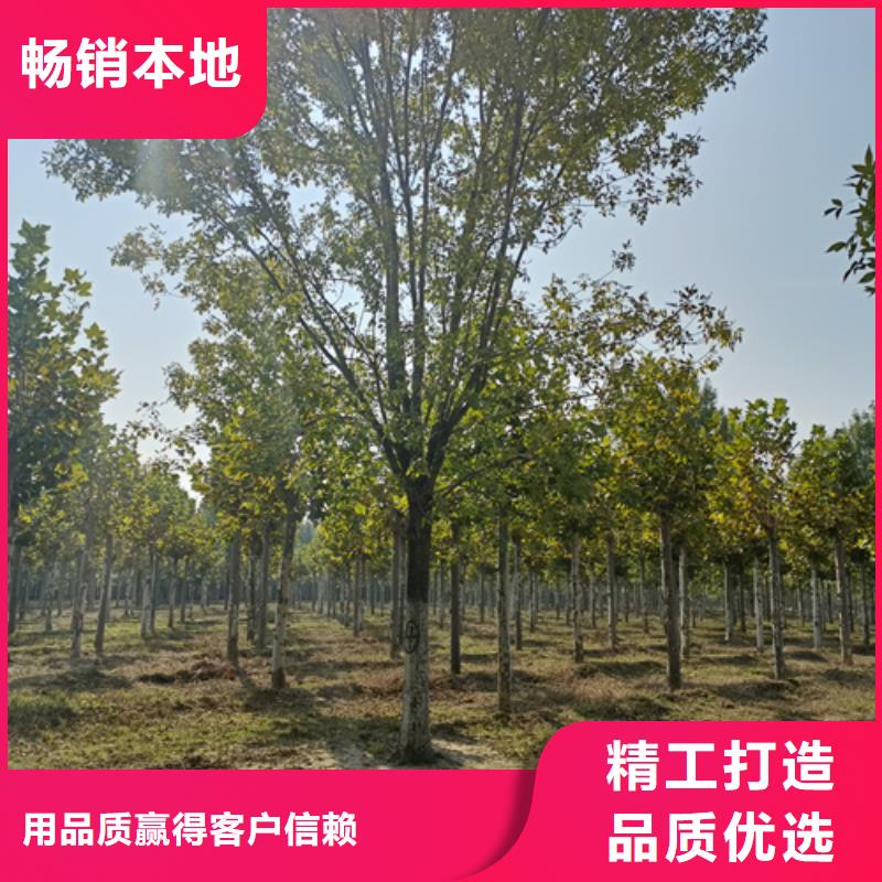 本地的法桐行情实体厂家诚信经营质量保证