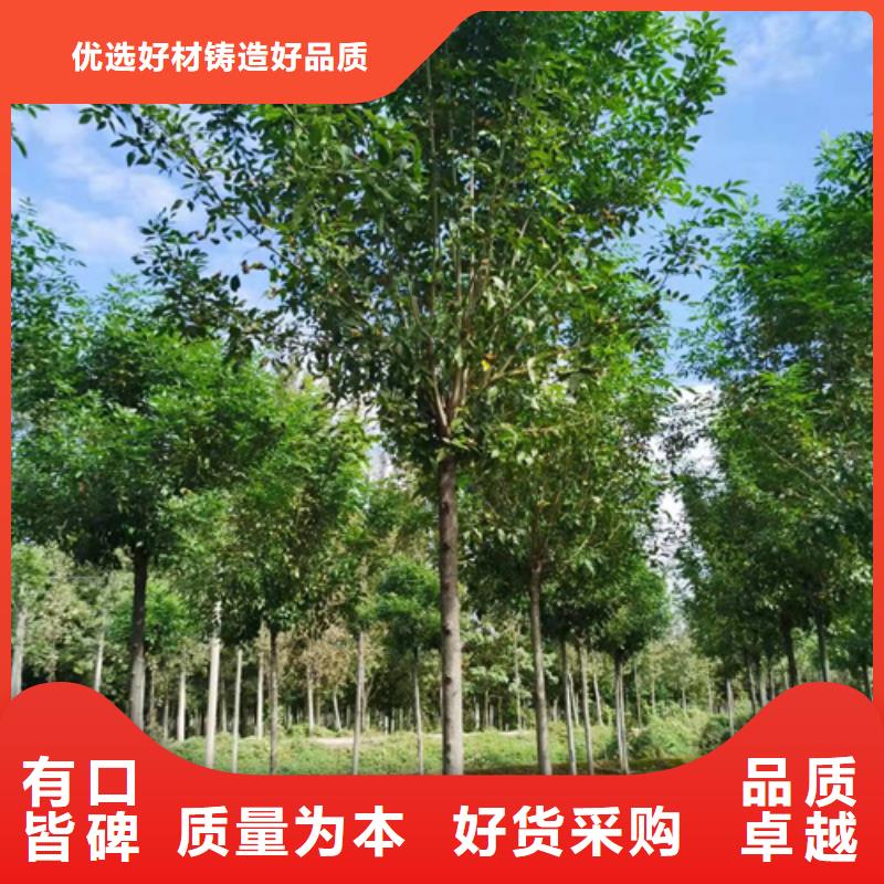 法桐价格欢迎来电绿化苗木满足客户所需