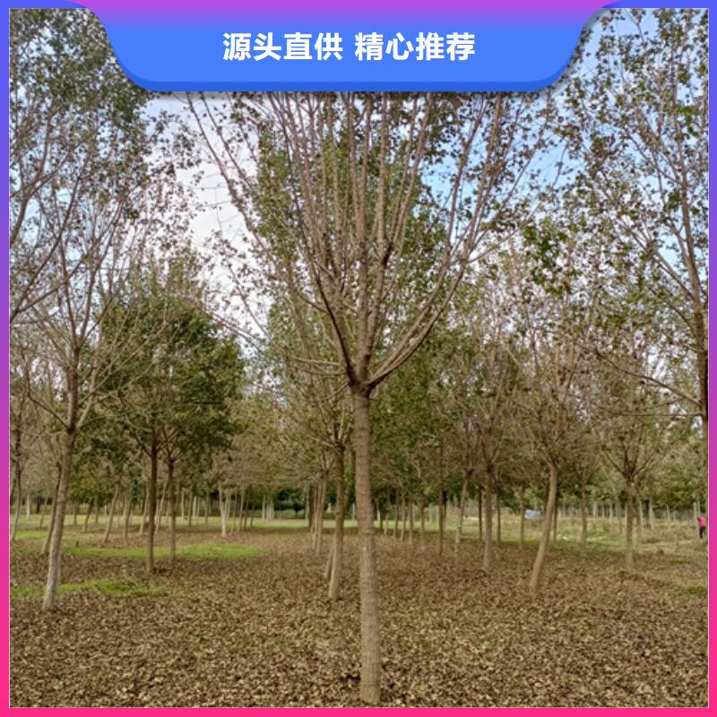 法桐价格畅销全国绿化苗木多年厂家可靠