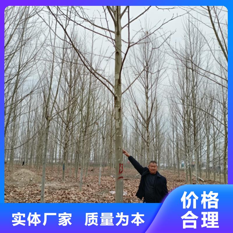 支持定制的法桐小苗生产厂家低价货源