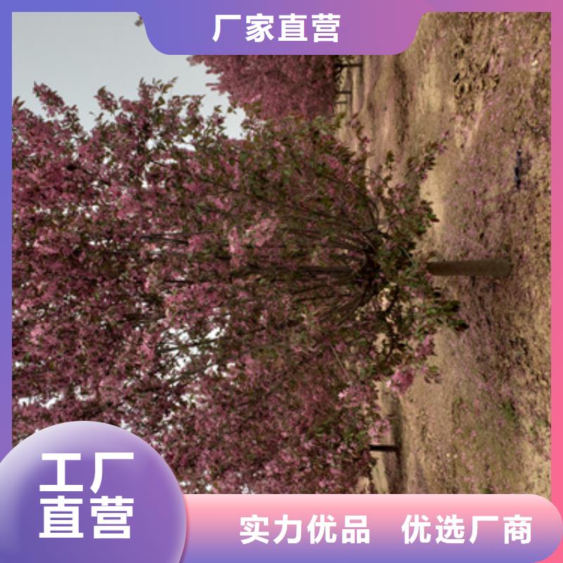 造型法桐放心购买绿化乔木诚信经营现货现发
