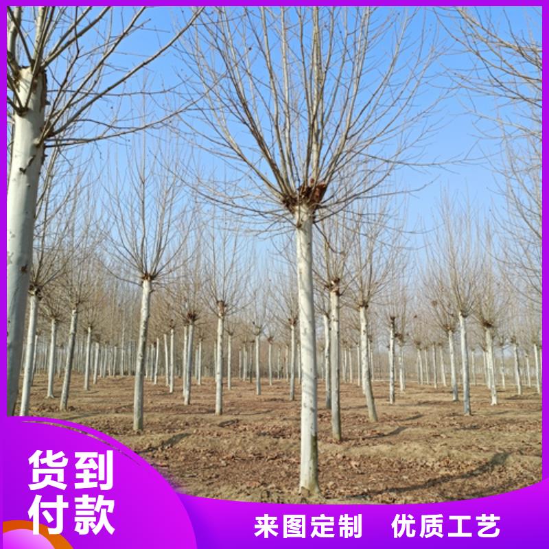 造型法桐、造型法桐厂家直销-认准翌昊苗木种植基地应用领域