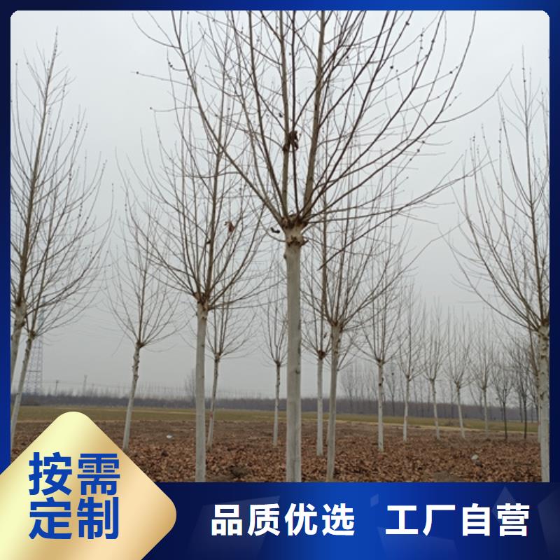 造型法桐-造型法桐经验丰富做工精细