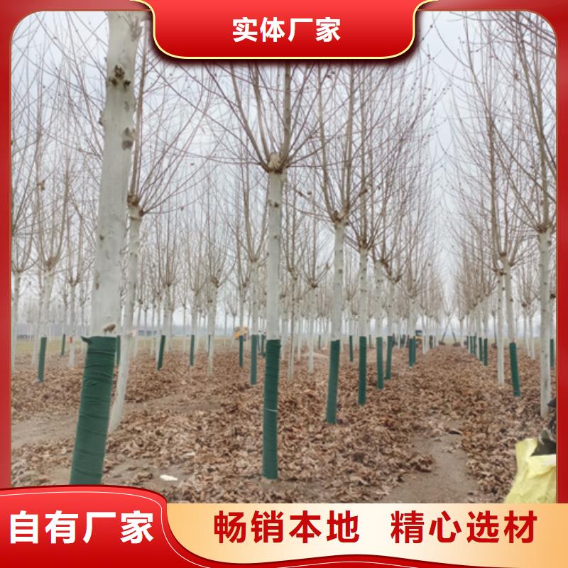 法桐小苗_厂家定制{本地}生产商