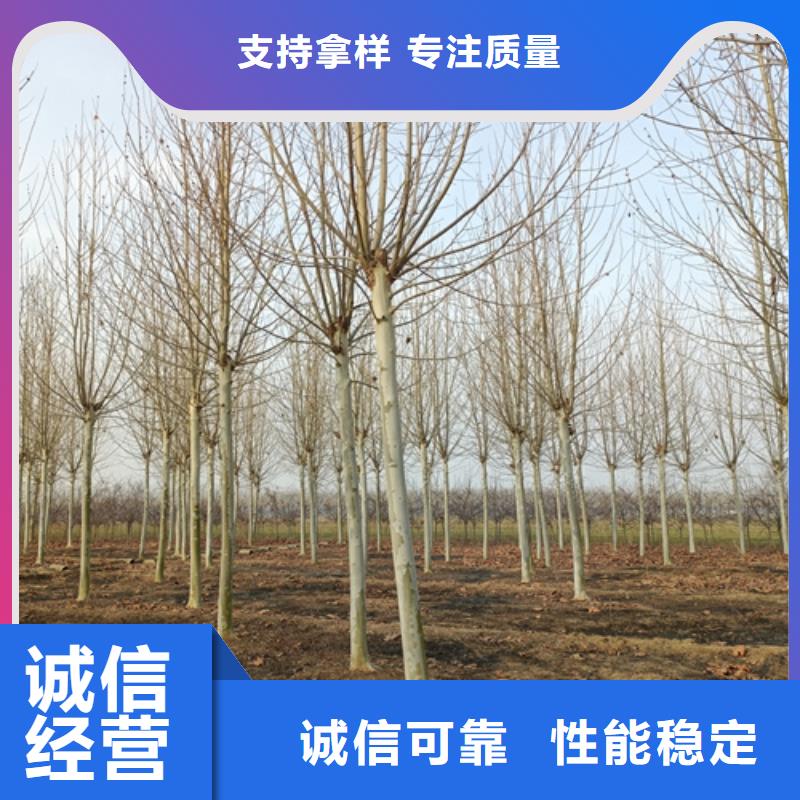 法桐小苗-法桐小苗供应商支持定制批发