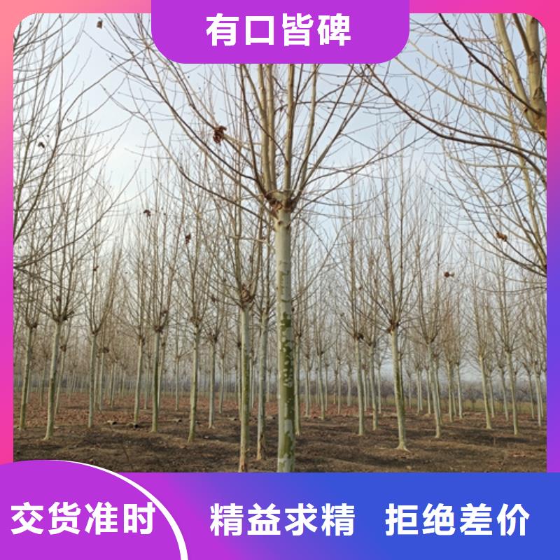 ​法桐承诺守信绿化苗木库存丰富