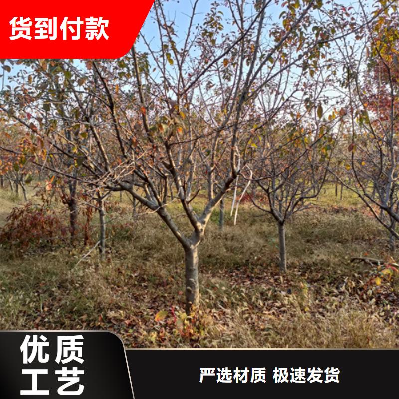 速生法桐量大价格从优当地生产厂家