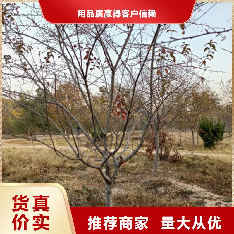 法桐小苗供应商品质服务
