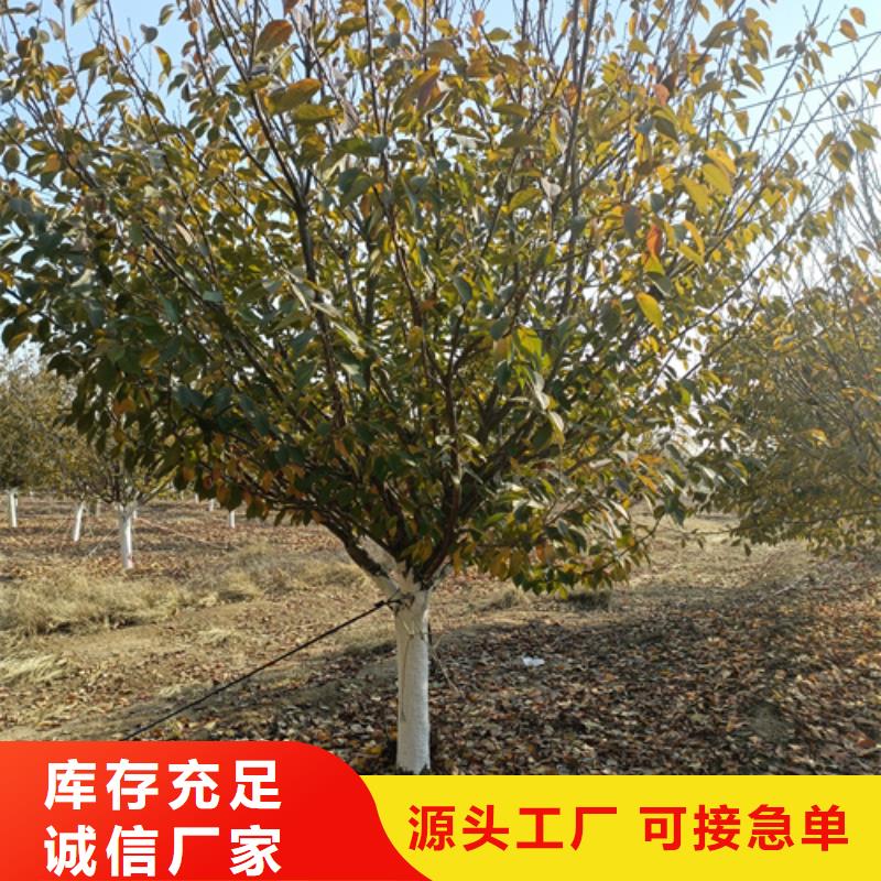供应速生法桐_诚信厂家源头厂商