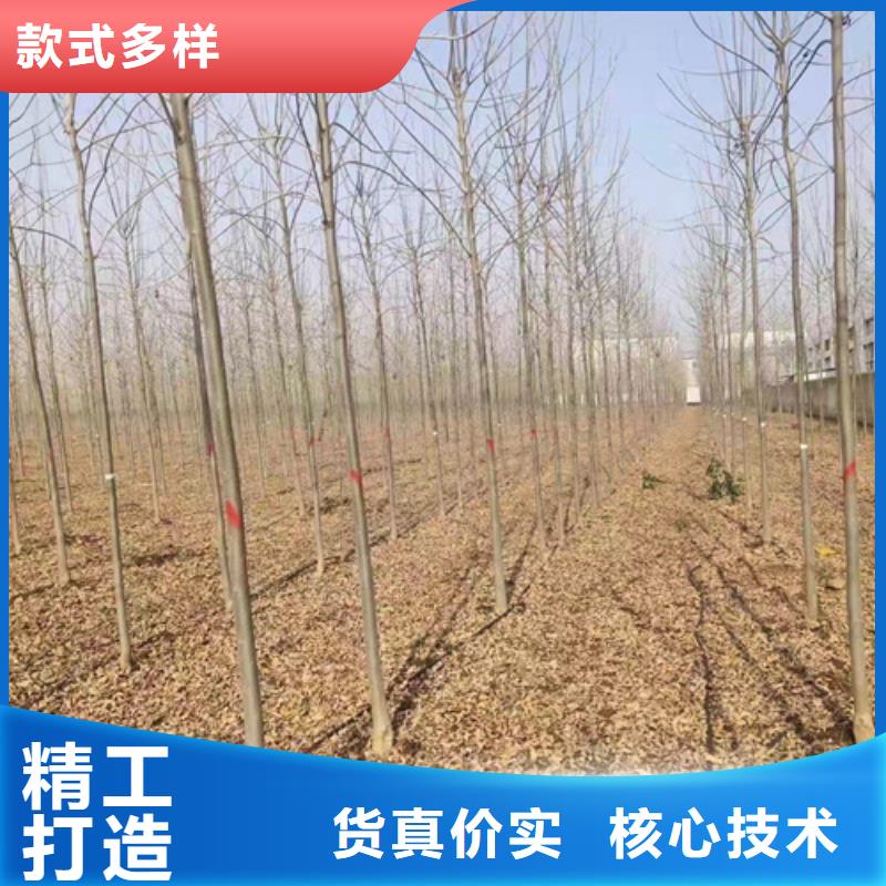 法桐行情畅销全国绿化乔木库存量大