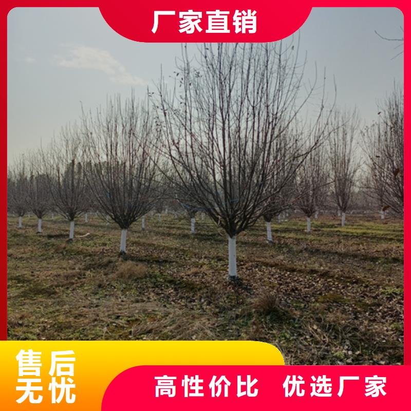 ​选法桐认准翌昊苗木种植基地{当地}品牌