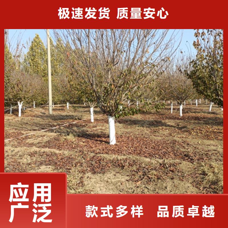 #速生法桐#-性价比高多种规格供您选择