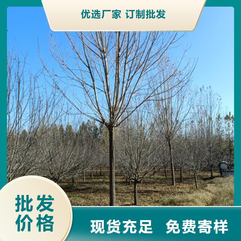 法桐小苗款式多样量少也做