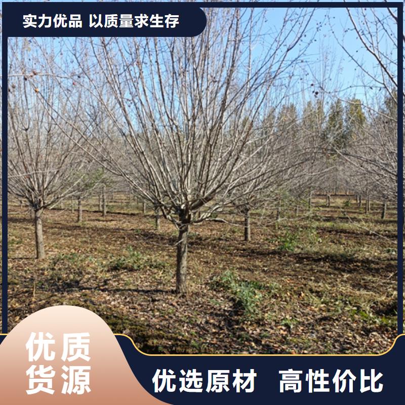 速生法桐价格优势大市场行情