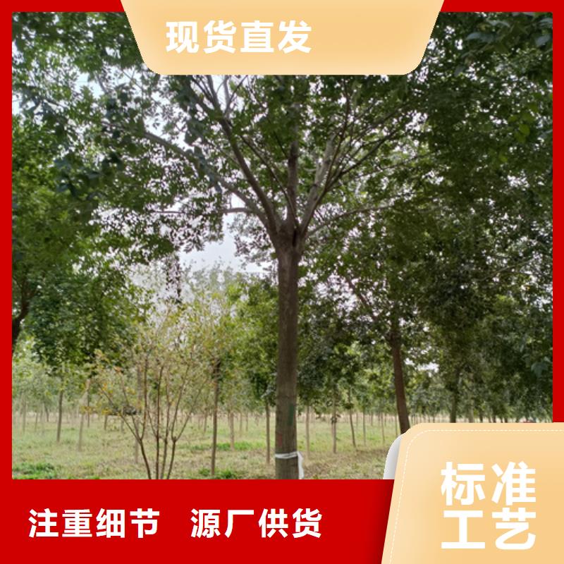 法桐小苗畅销全国绿化苗木同城公司