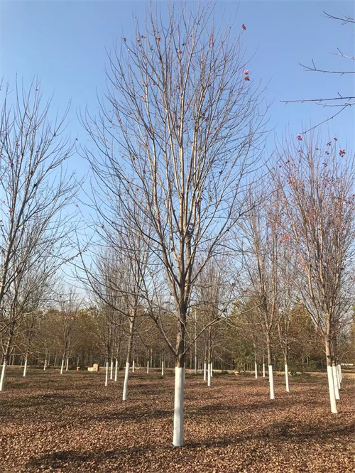 法桐欢迎电询苗木基地价格透明