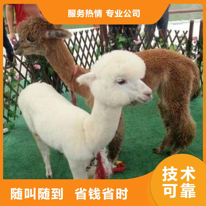 动物租赁点击[当地]经销商