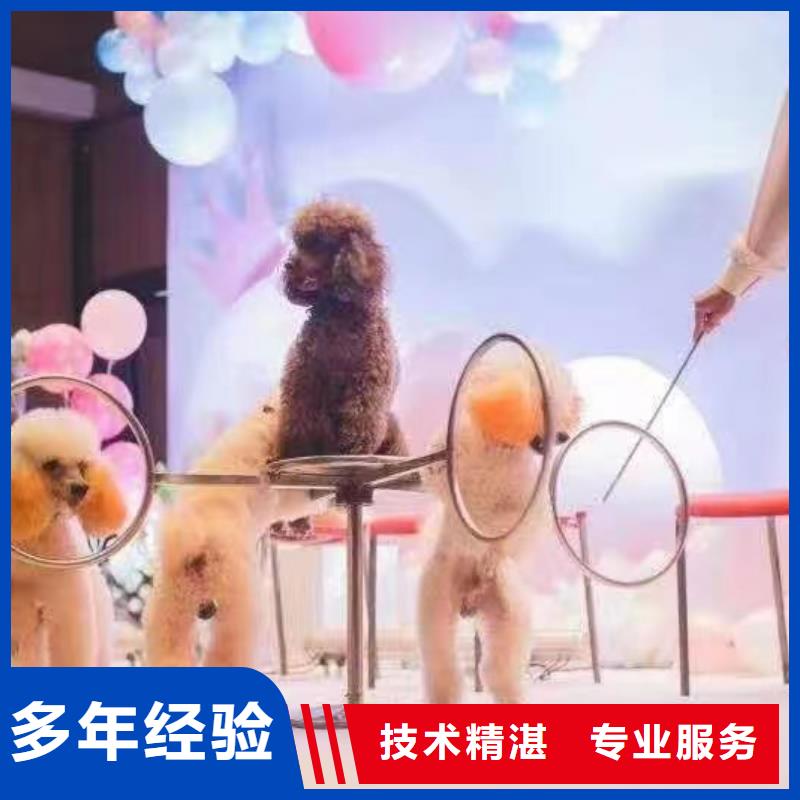 哪里有羊驼租赁的联系方式好评度高