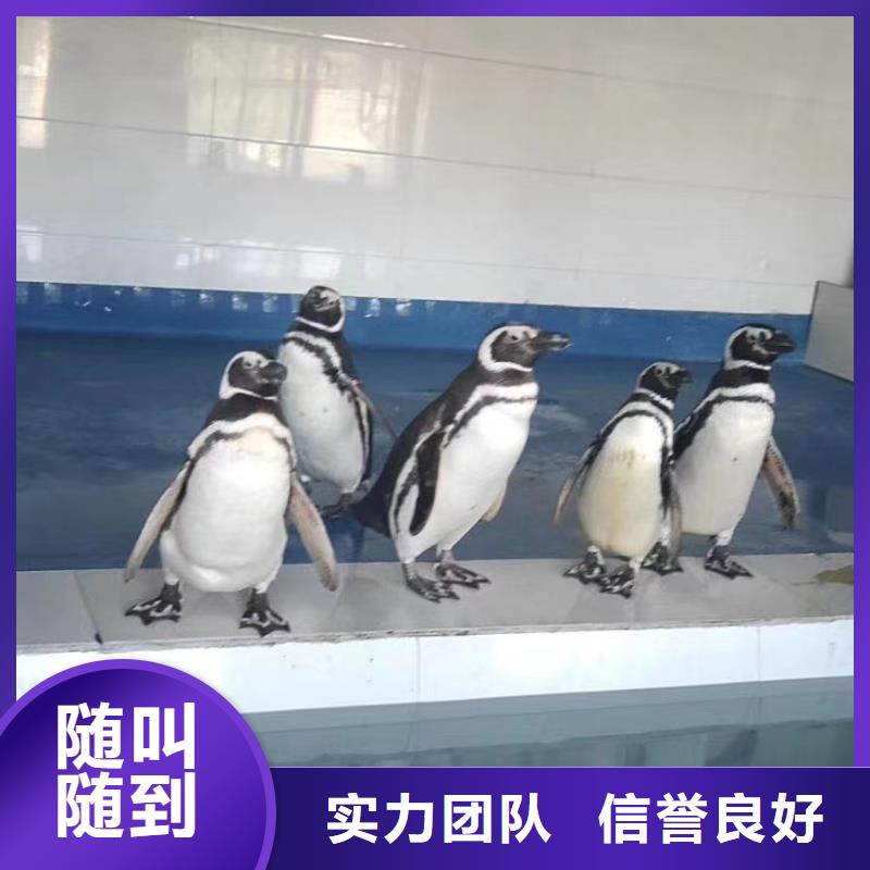 美人鱼表演出租公司靠谱商家