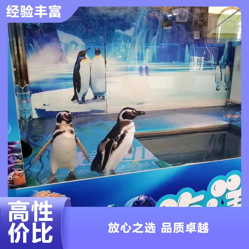 租赁美人鱼表演活动本地经销商