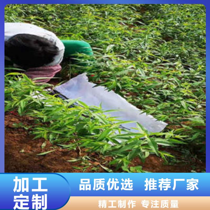 桃树苗蓝莓苗厂家新品[当地]生产厂家