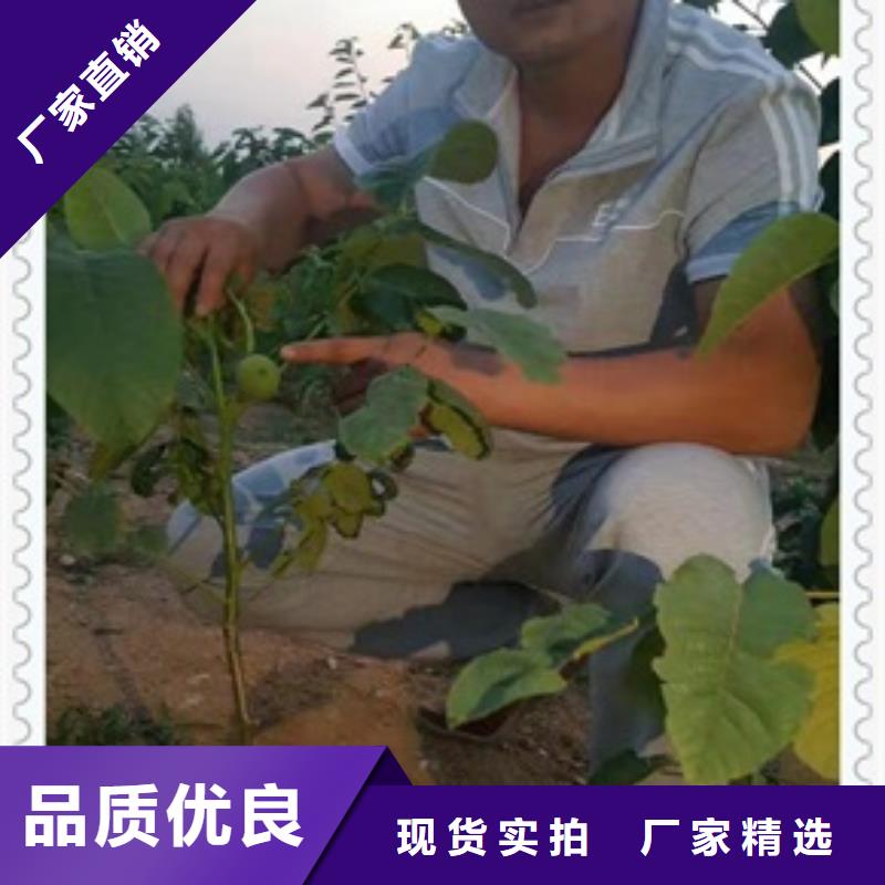 核桃苗花椒苗品质保障售后无忧{当地}经销商