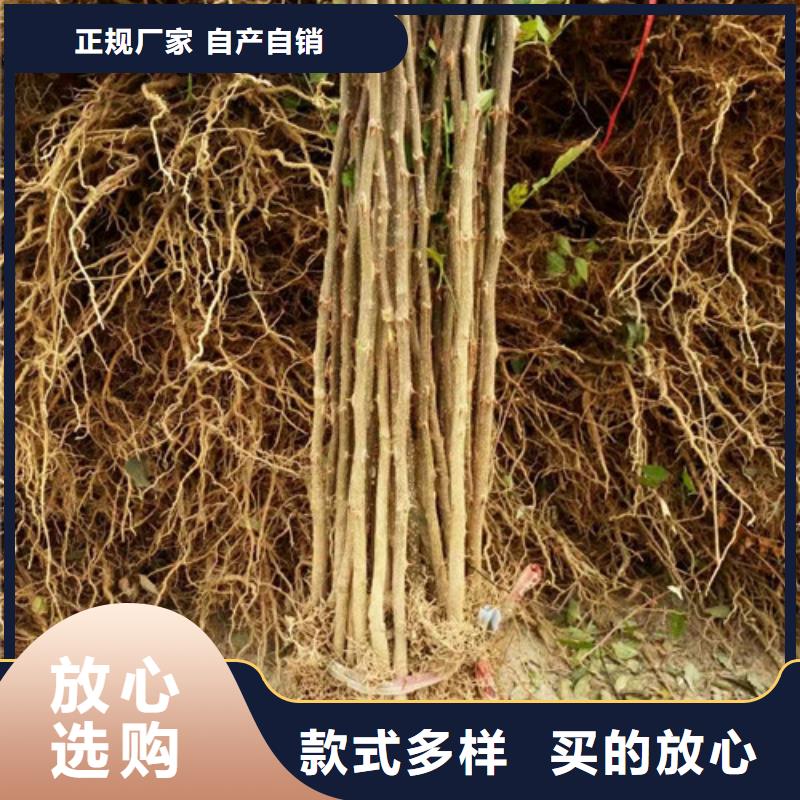 花椒苗【梨树苗】质检严格好产品放心购