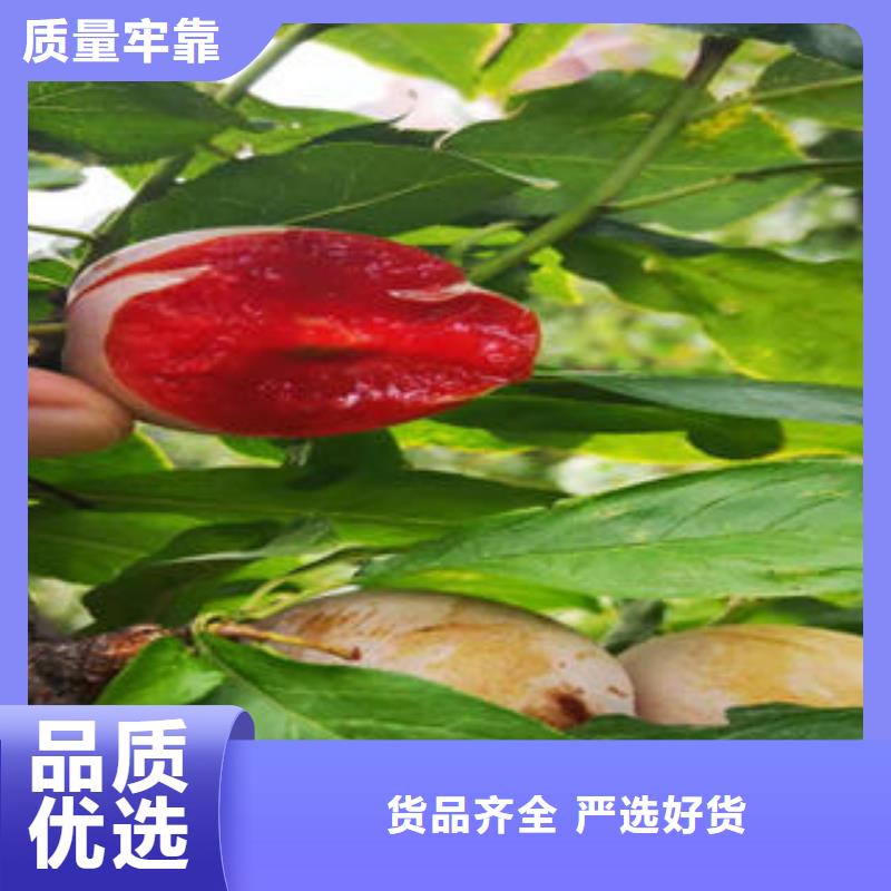 李子苗蓝莓苗专业供货品质管控好产品有口碑