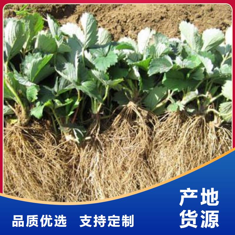 草莓苗-苹果苗用心做好细节精工制作