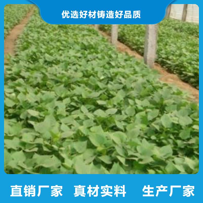 绫紫薯苗专业培育基地供货及时
