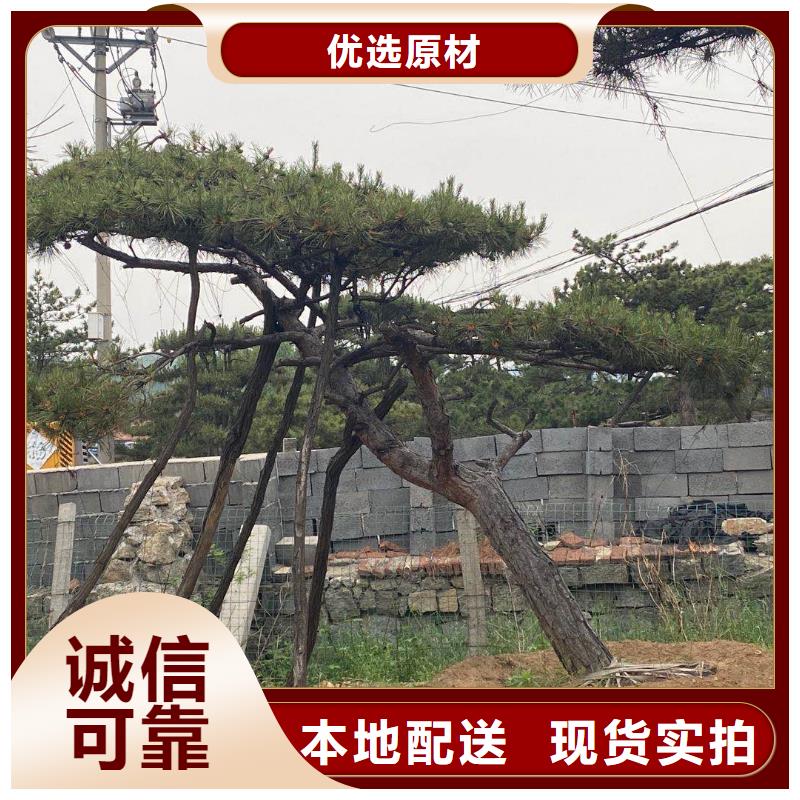 造型黑松价格可详谈<本地>生产商
