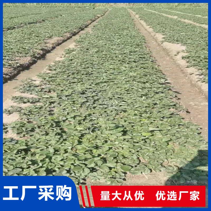 草莓苗山楂苗货源报价真材实料加工定制
