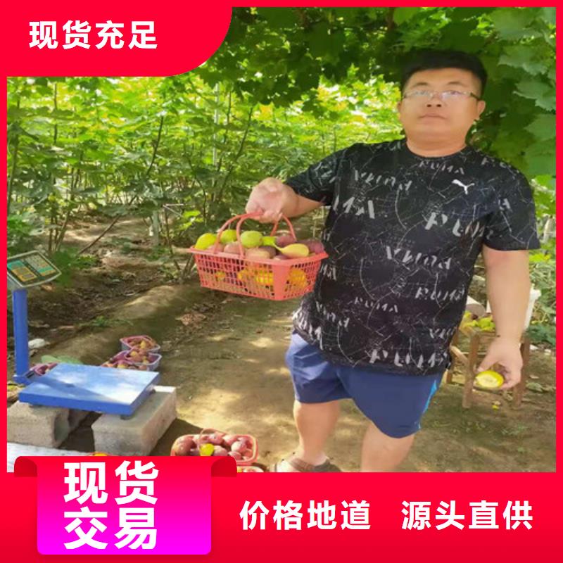 【无花果】大红袍花椒苗来图加工定制工厂直营