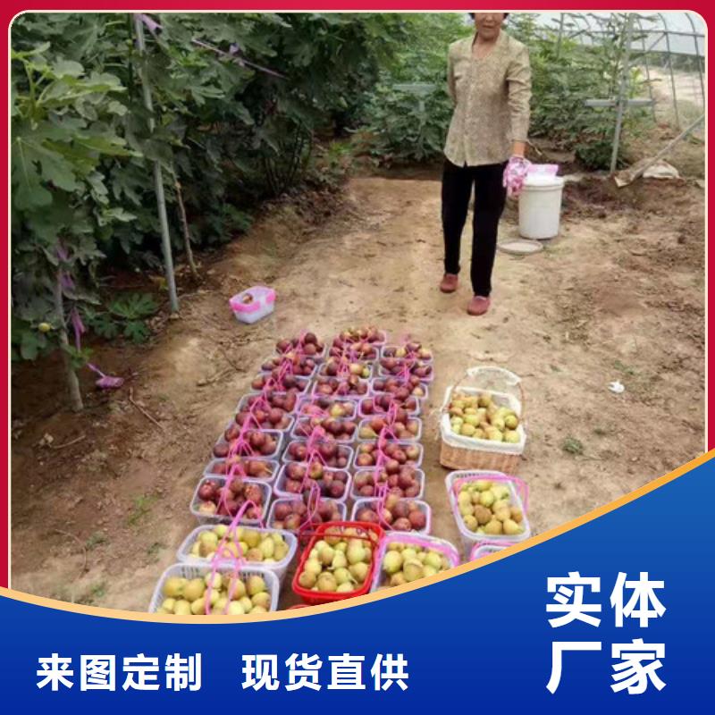 无花果山楂苗优选货源【本地】制造商