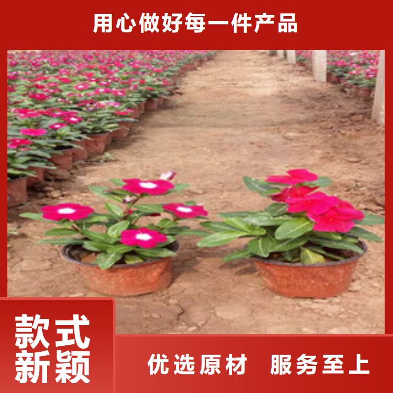 时令草花五一国庆草花批发专业信赖厂家[本地]货源